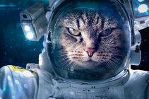 astronaut-space-cats-angry-1660747.jpg